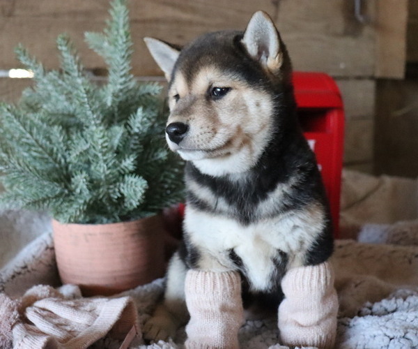 Medium Photo #8 Shiba Inu Puppy For Sale in HONEY BROOK, PA, USA