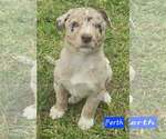 Small #1 Australian Shepherd Mix