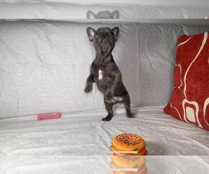 French Bulldog Puppy for sale in BROOKLYN, NY, USA