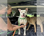 Small #9 American Bulldog-American Staffordshire Terrier Mix