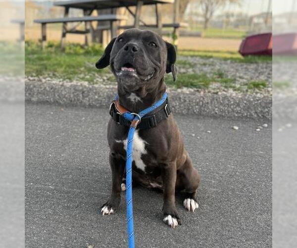 Medium Photo #2 Mutt Puppy For Sale in Camarillo, CA, USA