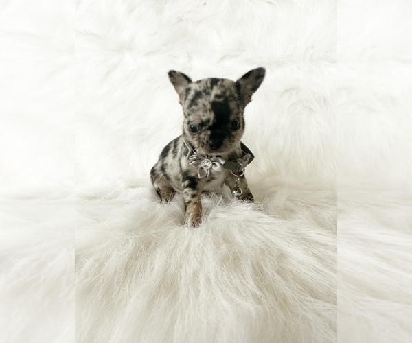 Medium Photo #3 Chihuahua Puppy For Sale in SACRAMENTO, CA, USA