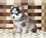 Small #3 Pomsky