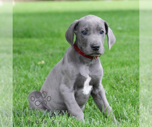 Medium Photo #1 Great Dane Puppy For Sale in LITITZ, PA, USA