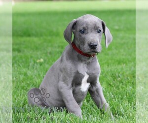 Great Dane Puppy for sale in LITITZ, PA, USA
