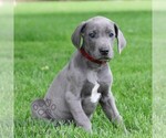 Small Great Dane