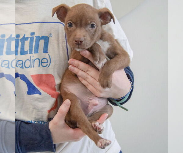 Medium Photo #3 Chiweenie Puppy For Sale in Huntley, IL, USA