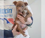 Small #2 Chiweenie