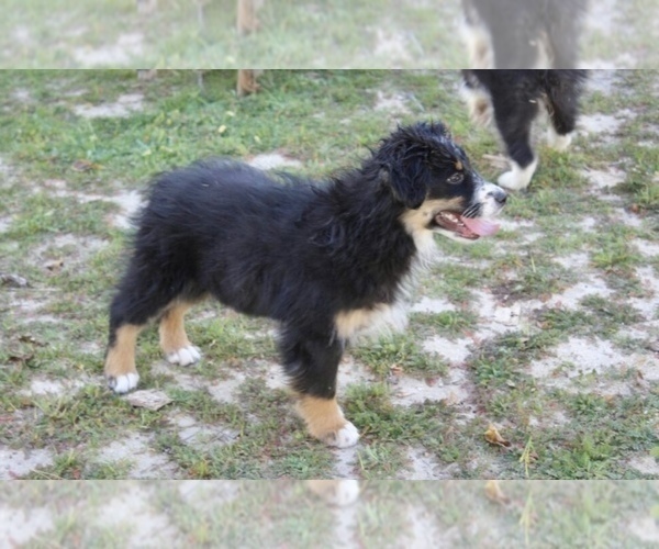 Medium Photo #26 Australian Shepherd Puppy For Sale in ACTON, CA, USA
