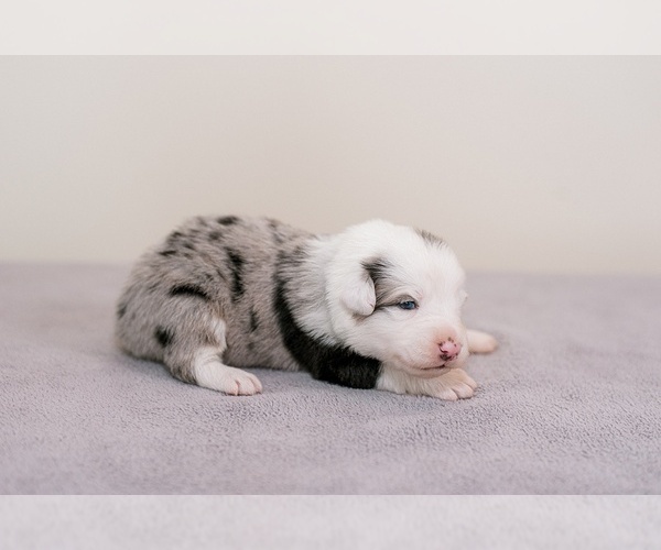 Medium Photo #1 Australian Shepherd Puppy For Sale in LA RUE, OH, USA