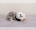 Small Photo #1 Australian Shepherd Puppy For Sale in LA RUE, OH, USA