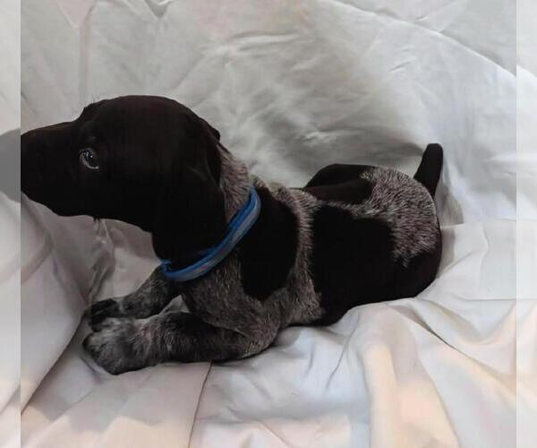 Medium Photo #2 German Shorthaired Pointer Puppy For Sale in CABOT, AR, USA