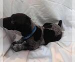Small #1 German Shorthaired Pointer
