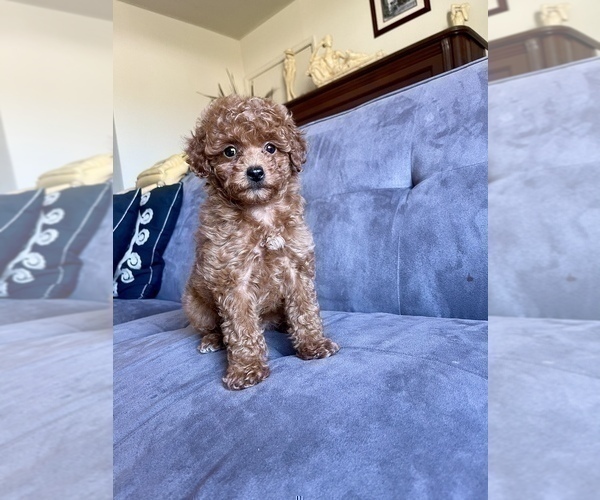 Medium Photo #7 Poodle (Toy) Puppy For Sale in HAYWARD, CA, USA