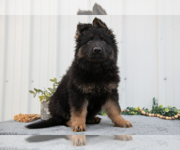 Medium Photo #16 German Shepherd Dog Puppy For Sale in SHIPSHEWANA, IN, USA