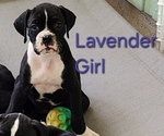 Puppy Lavender Girl Boxer