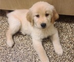 Small Photo #1 Golden Retriever Puppy For Sale in SALISBURY, NC, USA