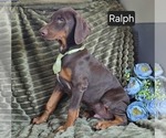 Small #4 Doberman Pinscher
