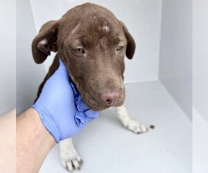 Mutt Dogs for adoption in Houston, TX, USA