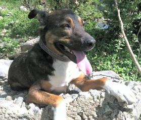 Australian Shepherd-German Shepherd Dog Mix Dogs for adoption in NASHVILLE, TN, USA