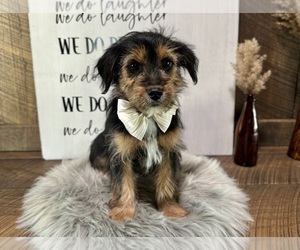 YorkiePoo Puppy for sale in NAPPANEE, IN, USA