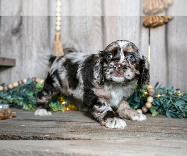 Medium Photo #3 Cocker Spaniel Puppy For Sale in BALTIC, OH, USA