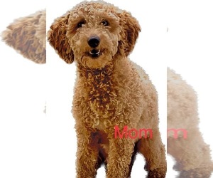 Mother of the Cavapoo puppies born on 05/12/2025