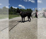 Small #7 Labrador Retriever Mix