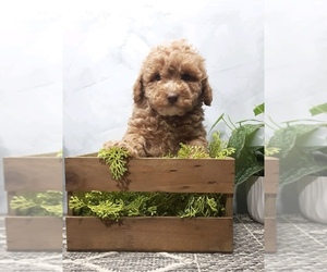 Poodle (Miniature) Dog for Adoption in PLAINVILLE, Indiana USA