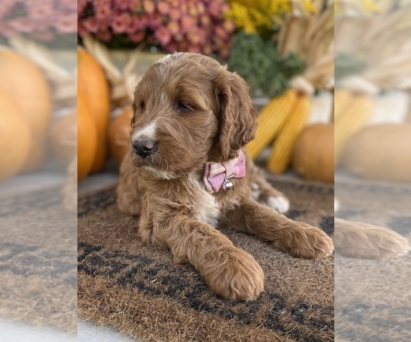Medium Photo #12 Irish Doodle Puppy For Sale in WOOSTER, OH, USA