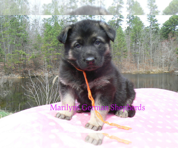 Medium Photo #4 German Shepherd Dog Puppy For Sale in PIEDMONT, MO, USA