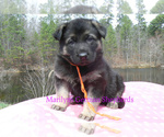 Small #3 German Shepherd Dog