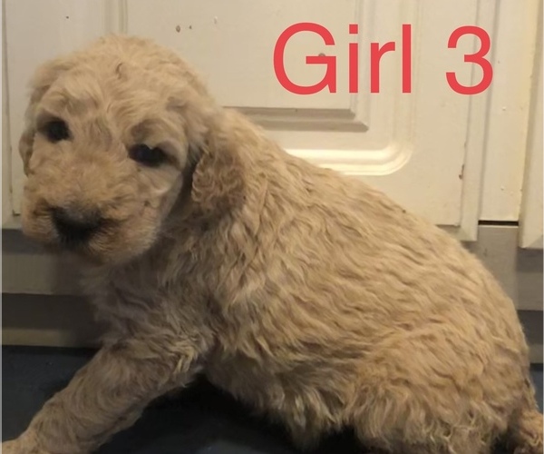 Medium Photo #3 Goldendoodle-Poodle (Standard) Mix Puppy For Sale in CLINTON, MO, USA
