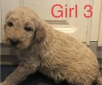 Small Photo #3 Goldendoodle-Poodle (Standard) Mix Puppy For Sale in CLINTON, MO, USA