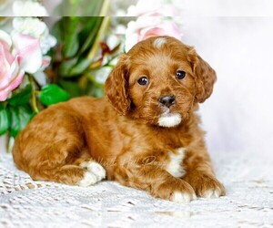 Cavapoo Puppy for sale in DENVER, PA, USA