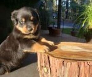 Rottweiler Puppy for sale in FOREST RANCH, CA, USA