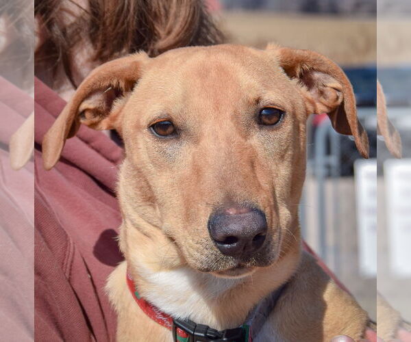 Medium Photo #1 Doxle Puppy For Sale in Huntley, IL, USA