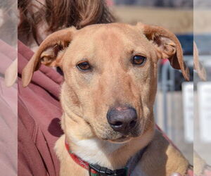 Doxle Dogs for adoption in Huntley, IL, USA