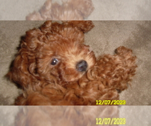 Poodle (Toy) Puppy for sale in DULUTH, GA, USA