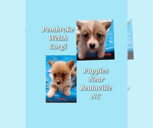 Pembroke Welsh Corgi Puppy for sale in BEULAVILLE, NC, USA