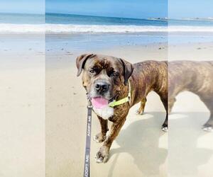 Mastiff Dogs for adoption in Santa Barbara, CA, USA