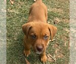 Small Photo #2 Labrador Retriever-Unknown Mix Puppy For Sale in San Diego, CA, USA