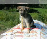 Small #5 German Shepherd Dog