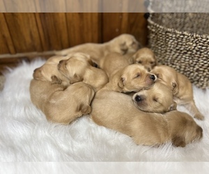 Golden Retriever Puppy for Sale in NEOLA, West Virginia USA