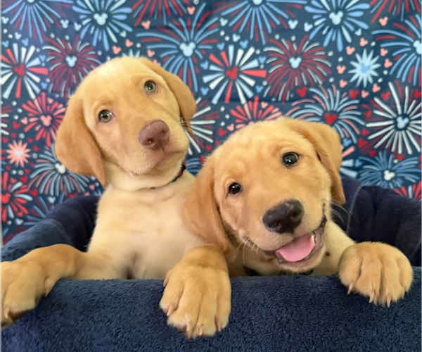 Medium Photo #1 Labrador Retriever Puppy For Sale in ALAFAYA, FL, USA