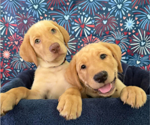 Labrador Retriever Puppy for Sale in ALAFAYA, Florida USA
