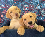 Small Labrador Retriever