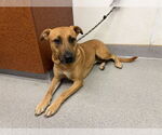 Small #1 American Pit Bull Terrier-German Shepherd Dog Mix