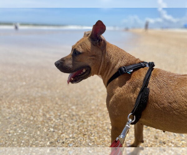 Medium Photo #3 Black Mouth Cur-Unknown Mix Puppy For Sale in St. Augustine, FL, USA