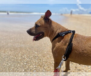 Penny - Female Black Mouth Cur-Unknown Mix Dog for Adoption - Photo #3